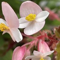 ベゴニア,花壇,ガーデニング,山野草,シュウカイドウ科の画像