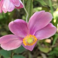 秋明菊,地植え,花のある暮らし,ありがとう❤️,お花だい好きの画像