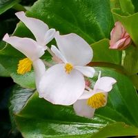 シュウカイドウ,ベゴニア,散歩,雌雄同株異花の画像