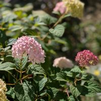 アナベル,ラナンキュラス　ラックス,ピンクアナベル ピンカーベル,花のある暮らし,おうち園芸の画像