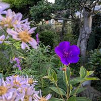 アベリア,キンモクセイ☆,ボタンの花,挿し木から育てる。,秋の庭にての画像