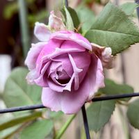 芝,ガーデニング,ばら バラ 薔薇,庭の画像