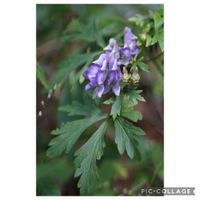 トリカブト,トリカブト,元気をありがとう٩( ᐛ )و,山野草,癒やしの画像