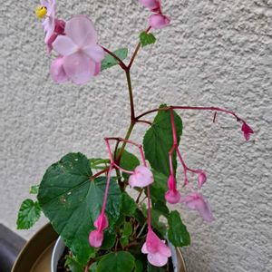 サンパチェンス,シュウカイドウ,ヒメシャラ,玄関,お出かけ先の画像