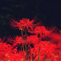 ヒガンバナ,彼岸花の画像