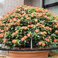 サンパチェンス,サンパチェンス,ガーデニング,花のある暮らし,花が好きの画像