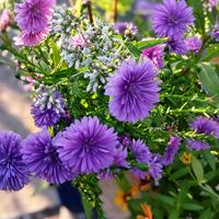 トルコキキョウ,フジバカマ,宿根アスター   ビクトリア,八重咲きのユリ,お花屋さんで…♡の画像