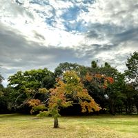 モミジ,朝の散歩,とにかくGS 楽しもう！の画像