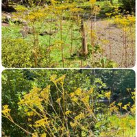 オミナエシ,山野草,上三依水性植物園の画像