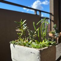 多肉植物,ベランダガーデニング,iPhone撮影,多肉植物のある暮らし,お気に入りの鉢の画像