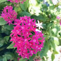 楽しみ〜,かわいい♡,太陽の光を浴びて,ありがとう♪,元気に育ちますようにの画像