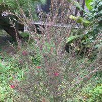 ギョリュウバイの画像