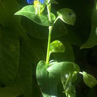 露草,一九献上 和堂,"眩しさに露草目覚め美々しきや",一句献上　和堂,季節の花華シリーズ　和堂の画像