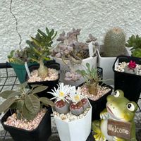 毎日6日はカエル仲間の 日,棚,ベランダの画像