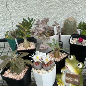毎日6日はカエル仲間の 日,棚,ベランダの画像