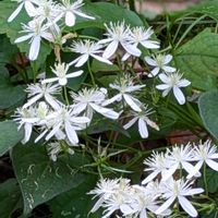 センニンソウ,大好き,山野草,癒し,花のある暮らしの画像