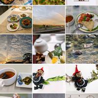黒松,黒松,お茶の葉,ローリエ,お茶の花の画像