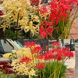 ヒガンバナ,ヒガンバナ,彼岸花  曼珠沙華,彼岸花  曼珠沙華,公園の画像