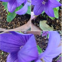 キキョウ,キキョウ,キキョウ,癒し…♡,お花のある暮らしの画像