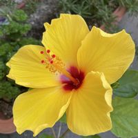 千日紅,百日草,秋明菊,ハイビスカスサマーブリーズ,彼岸花の画像