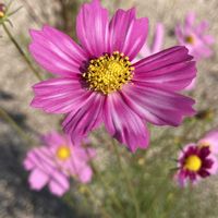 クコ,ケイトウ,コスモス,枸杞（クコ）の花の画像