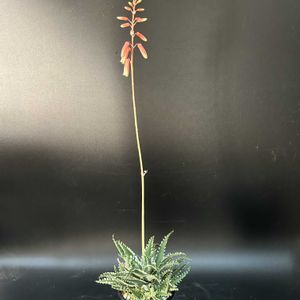 多肉植物,観葉植物,アロエ属,珍奇植物,ビザール・プランツの画像
