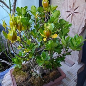クチナシの画像