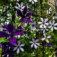クレマチス,クレマチス　アフロディーテ・エレガフミナ,クレマチス 流星,二番花,賃貸ガーデニングの画像
