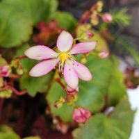 大文字草,花のある暮らし,多肉のある暮らし,植物のある暮らし,多肉女子の画像