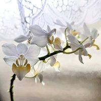 コチョウラン,ミニコチョウラン,白い花,シック,白いお花の画像