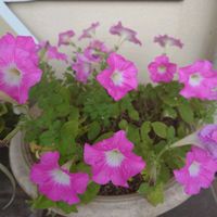 寄せ植え,多肉寄せ植え,ピンク,お花好き,お花は癒しの画像