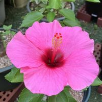 ハイビスカス,多肉植物,塊根植物,コーデックス,花のある暮らしの画像