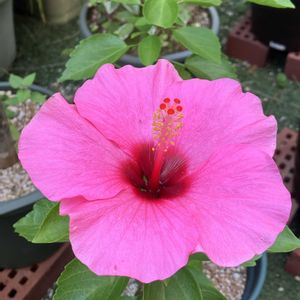 ハイビスカス,多肉植物,塊根植物,コーデックス,花のある暮らしの画像