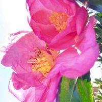 サザンカ,山茶花,山茶花（サザンカ）,庭木,いつもありがとう♡の画像