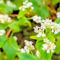 ソバ,蕎麦(そば)の花,お花の画像