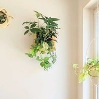 シンゴニウム,パキラ,ヘデラ,ポトス,観葉植物達の画像