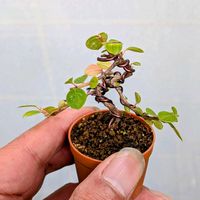 紅シタン,盆栽,ミニ盆栽,盆栽苗木,まめ盆栽の画像