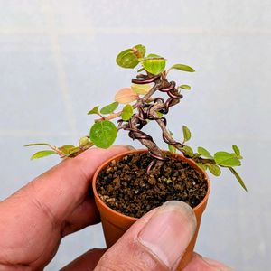 紅シタン,盆栽,ミニ盆栽,盆栽苗木,まめ盆栽の画像