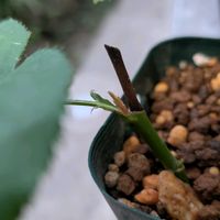 バラ,薔薇挿し木,バラが好きの画像