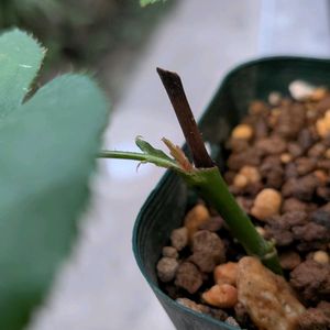 バラ,薔薇挿し木,バラが好きの画像