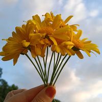 ユリオプスデージー,花のある暮らし,幸せな時間,四季を感じる,庭の画像