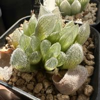 ハオルチア,ベヌスタ,多肉植物,ハオルチア属,軟葉系ハオルチアの画像