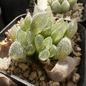 ハオルチア,ベヌスタ,多肉植物,ハオルチア属,軟葉系ハオルチアの画像