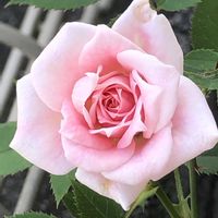バラ,サラマンダー,バラ　ベンウェザースタッフ,バラ プリマヴィスタ,木花姫　さくやの画像