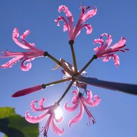 ダイヤモンドリリー,ネリネ(ダイヤモンドリリー),ネリネ（ダイヤモンドリリー）,ガーデニング,いつもありがとう♡の画像
