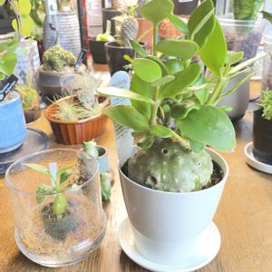 ヒドノフィツム パプアナム,塊根植物の画像