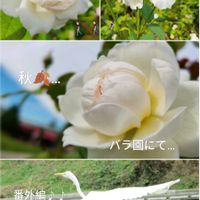 バラ,ボレロ,ダイサギ,バラ、薔薇、ばら,禅ローズ　レントラーの画像