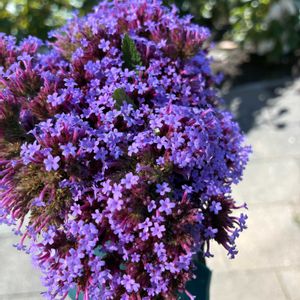ダリア,トマト,ニンニク,三尺 バーベナ,ニンニクの畑の画像