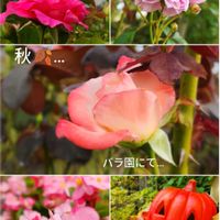 バラ,ベゴニア,バラ うらら,シスターエリザベス,ジェミニの画像