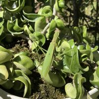 サクララン,ホヤカルノーサ コンパクタ,観葉植物,鉢植え,カマキリの画像